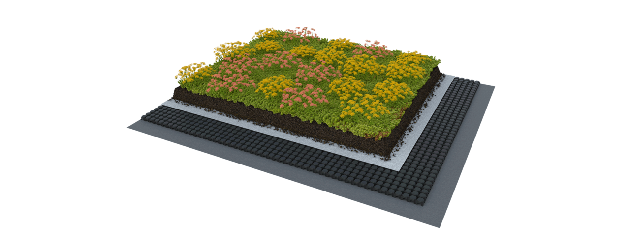 extenzivni strecha rozchodnikova